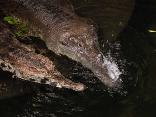 Crocodylus catphractus