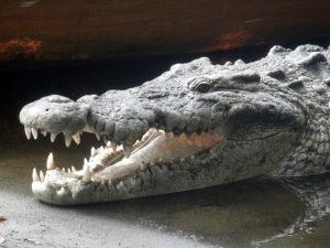 Crocodylus moreletti